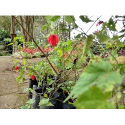 Materiais recicláveis podem ser trocados por mudas de árvores no Horto Municipal